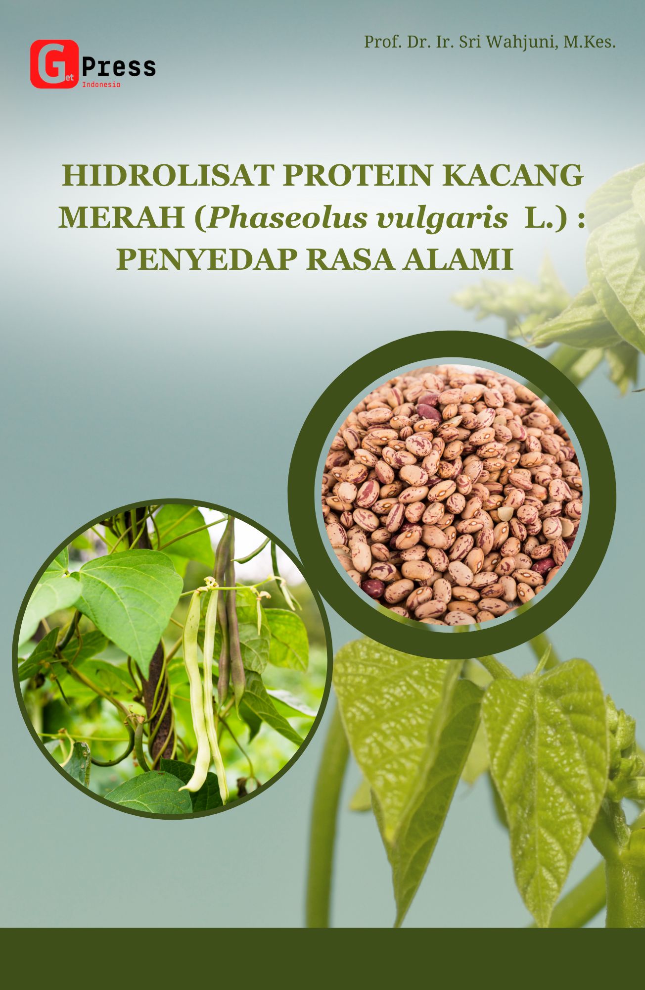 HIDROLISAT PROTEIN KACANG MERAH (Phaseolus vulgaris L.) : PENYEDAP  RASA ALAMI